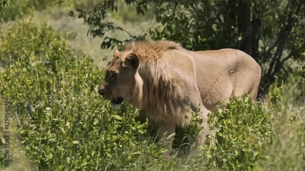 Majestic lion strolling through verdant savannah in tranquil sequence Majestic lion strolling through verdant savannah in tranquil sequence