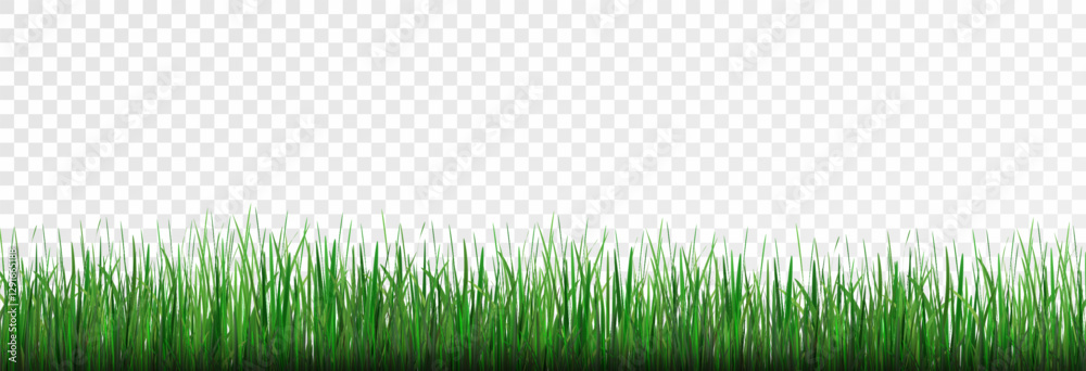 Grass, lawn, grass border isolated on transparent background, vector png. Realistic grass effect on a light background for your design. Grass, lawn, grass border isolated on transparent background, vector png. Realistic grass effect on a light background for your design.