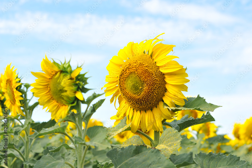 Field of sunflowers.Summer photos with yellow sunflower flowers.
Field of sunflowers.Summer photos with yellow sunflower flowers.