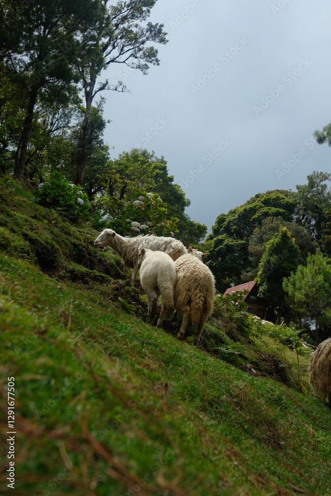 Obraz premium sheep in the mountains