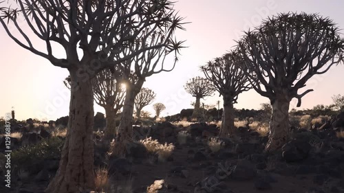 Sunlight filters through quiver tree forest at dawn capturing nature's serenity