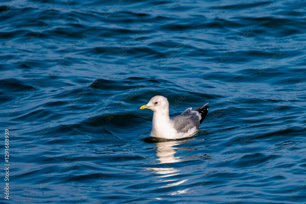 black-headed seagull over the water black-headed seagull over the water