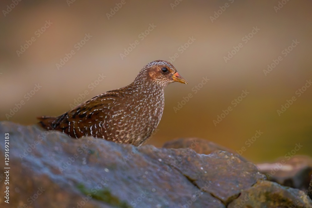 Spotted Crake / Porzana porzana / Chřástal kropenatý Spotted Crake / Porzana porzana / Chřástal kropenatý