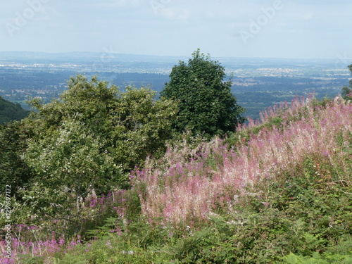 Blooming Forest Landscape