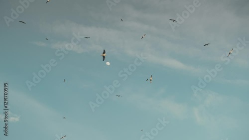 A flock of seagulls circles in the sky against the backdrop of the moon