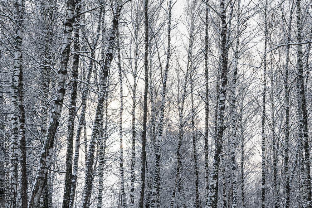 Sunbeams shining through snow-covered birch branches in a birch forest after a snowfall on a winter. Sunbeams shining through snow-covered birch branches in a birch forest after a snowfall on a winter.