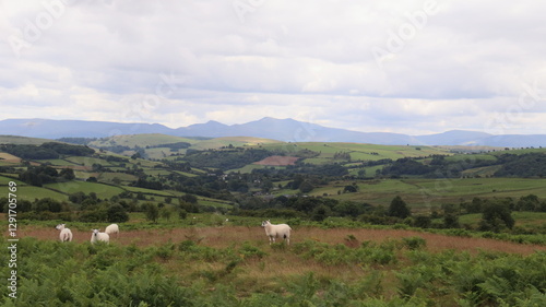 Sheep Grazing in the Countryside
