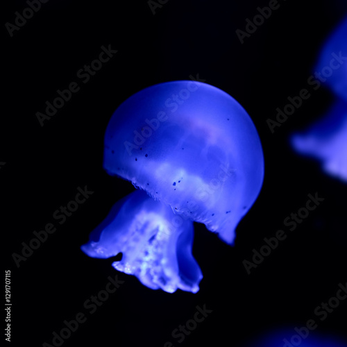 sea animal jellyfish cannonball underwater