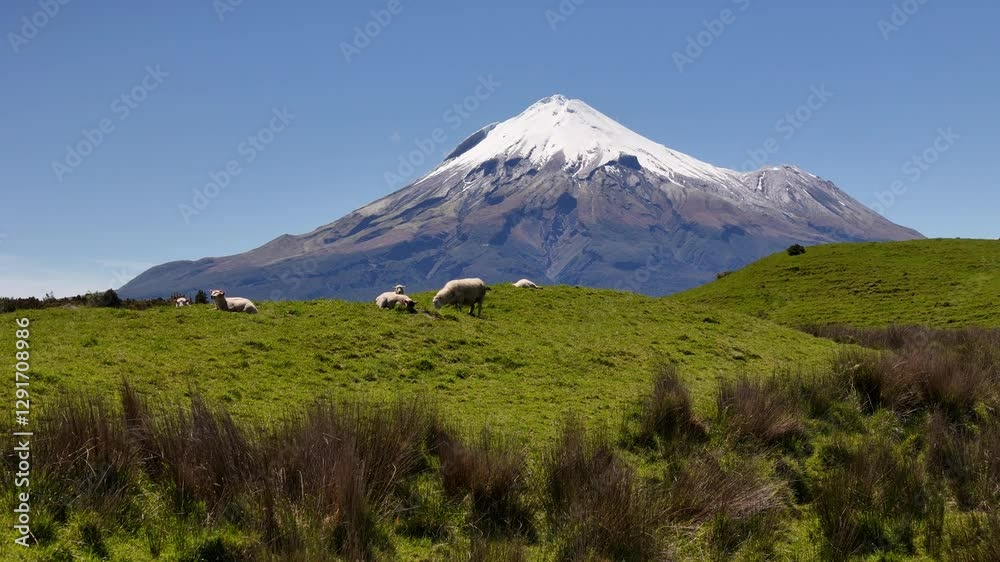 Drone glides past Mountain Taranaki's snowy peak, overlooking sheep grazing on lush green fields Drone glides past Mountain Taranaki's snowy peak, overlooking sheep grazing on lush green fields
