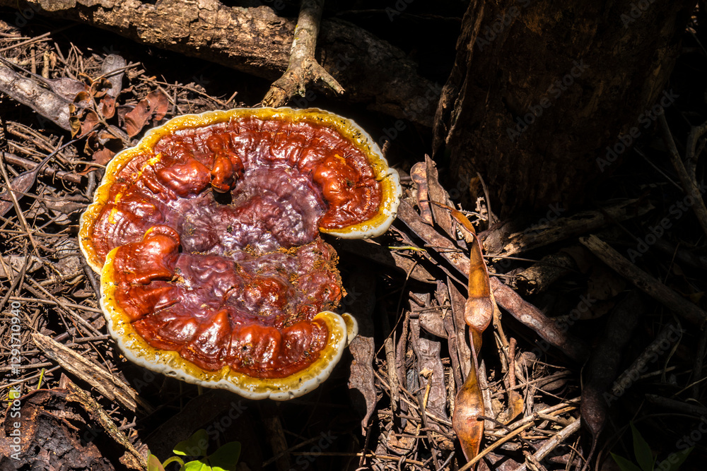 Lingzhi Mushroom Scientific Name: Ganoderma lucidum naturally occurring in wild forest in Brazil