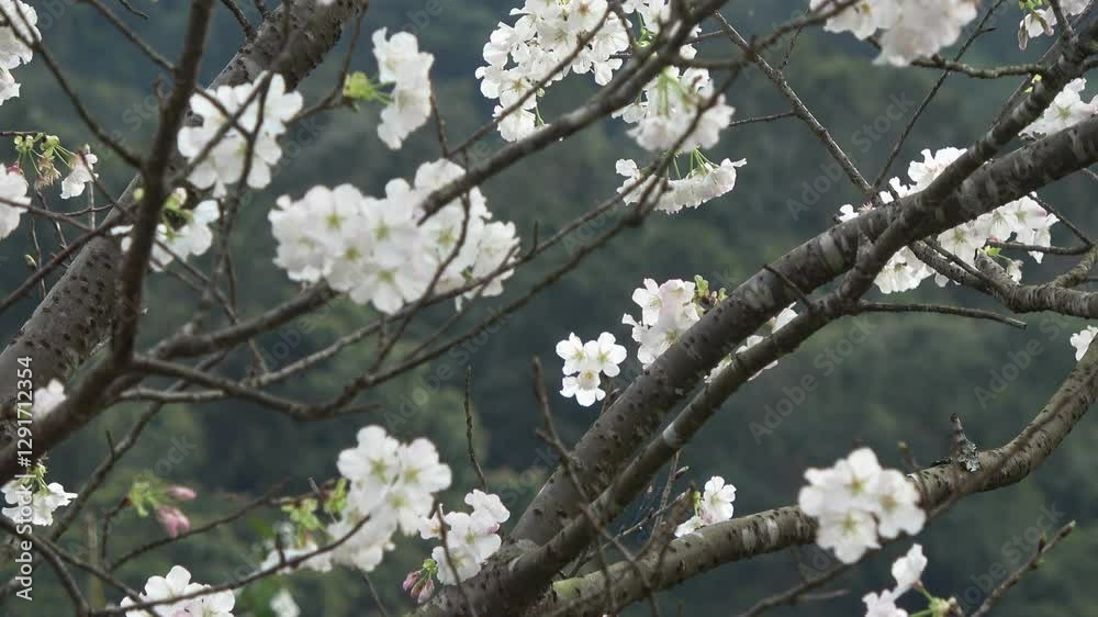 Cherry blossoms in full bloom, bathed in spring sunlight. Cherry blossoms in full bloom, bathed in spring sunlight.