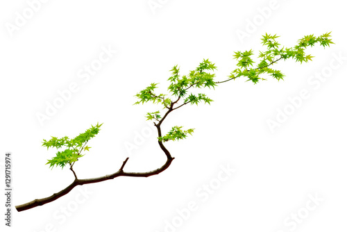 Green Maple Tree Branch with Leaves Isolated on Transparent or White Background