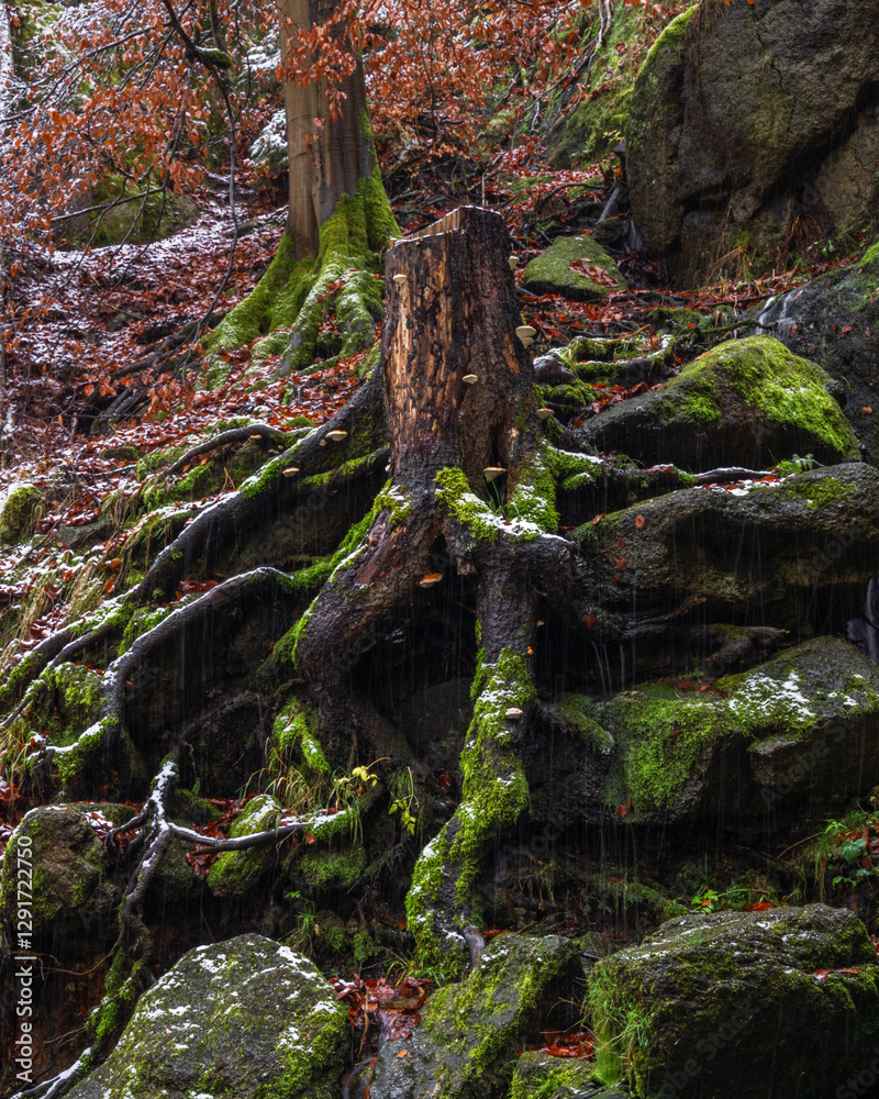 Wurzeln und Felsen - roots and rocks Wurzeln und Felsen - roots and rocks