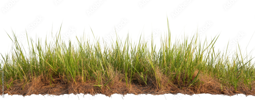 Obraz premium Dry grass element with green and brown hues, cut out
