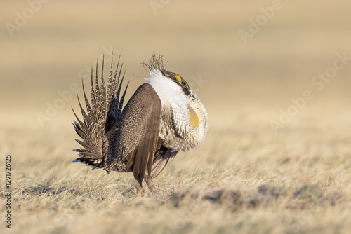 A male sage grouse in full courtship display