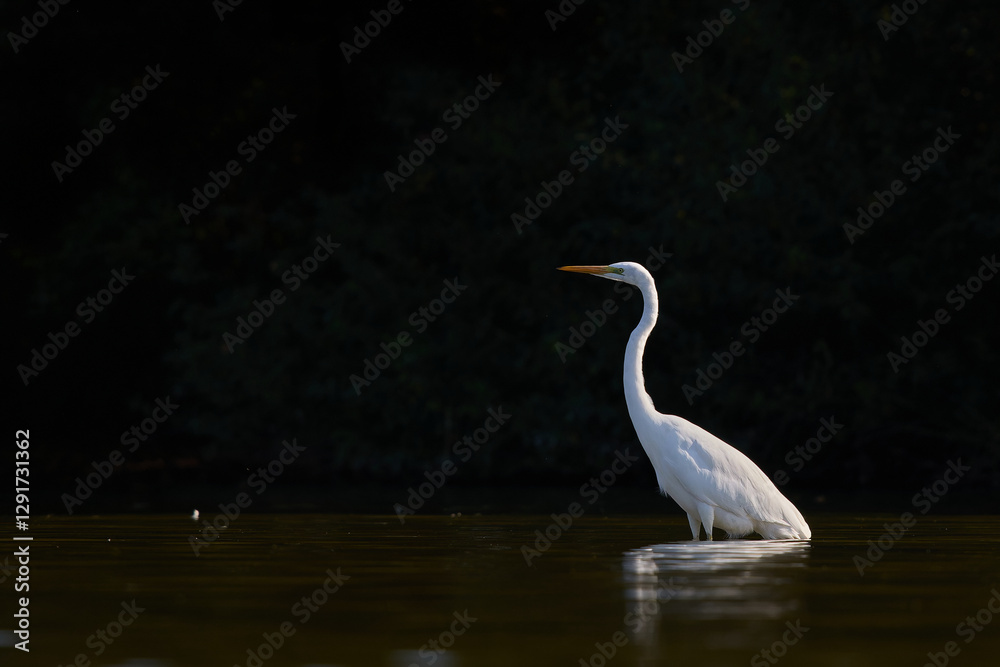 Fototapeta premium Great White Egret / Ardea alba / Volavka bílá