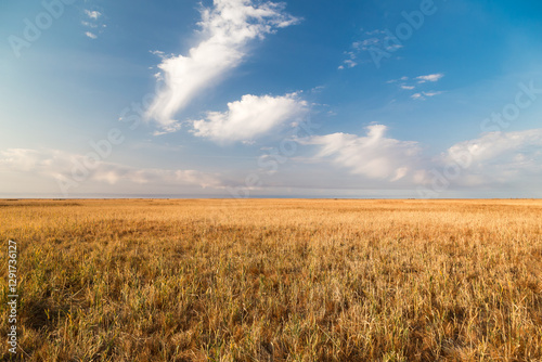 Endless steppes-prairie in frontof of a blue sky and white clouds.
