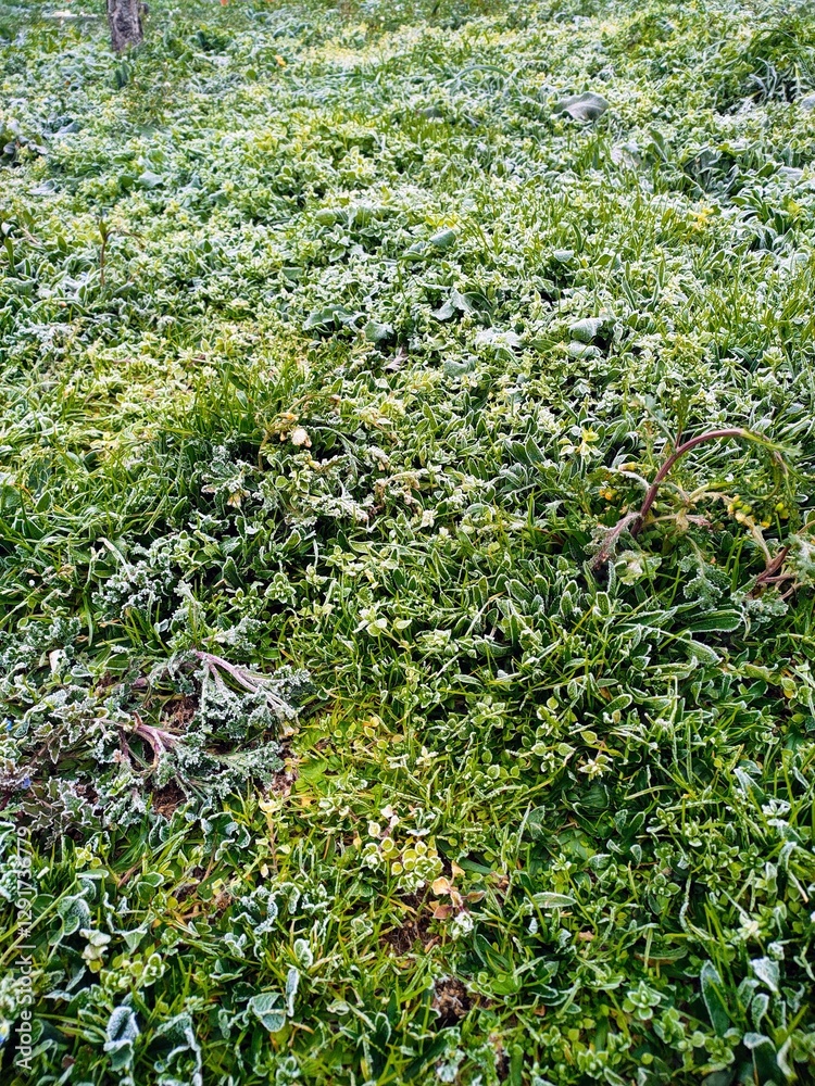 Fototapeta premium Top view of grass and weeds with frost on the leaves in the early morning.