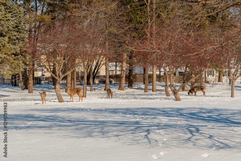 White-tailed Deer Feeding In The Snow On Crabapples Near The Crabapple Trees in An Urban Field In February In Wisconsin
