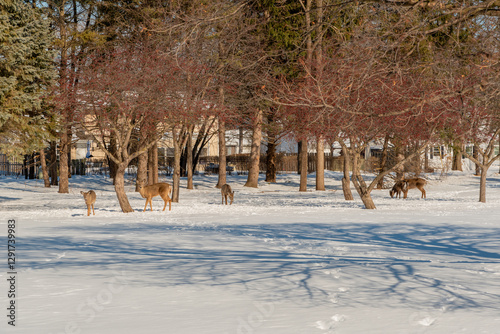 Obraz na płótnie White-tailed Deer Feeding In The Snow On Crabapples Near The Crabapple Trees in An Urban Field In February In Wisconsin w salonie
