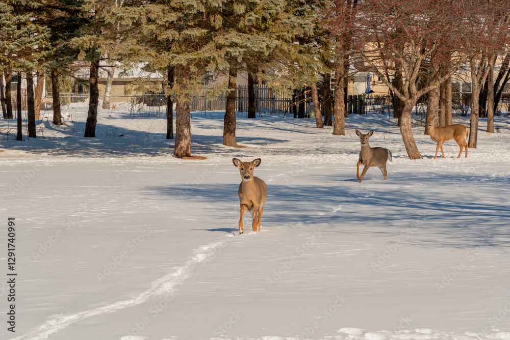 White-tailed Deer And Deer Tracks In The Snow In An Urban Field In February In Wisconsin