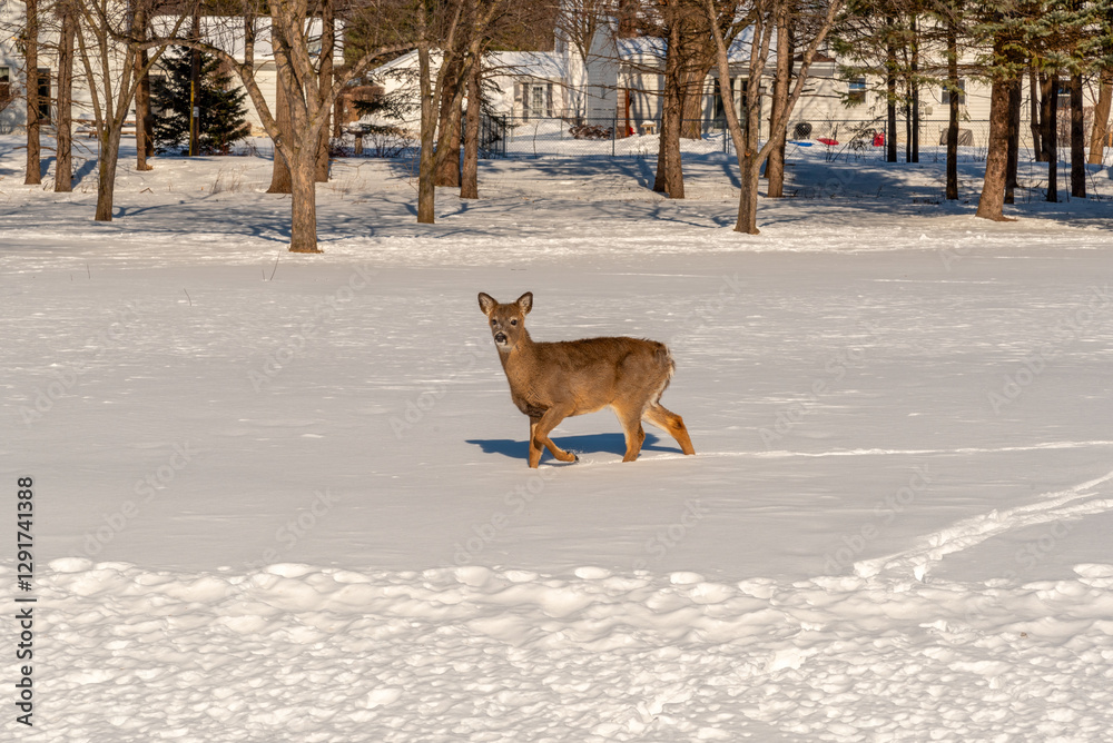 White-tailed Deer And Deer Tracks In The Snow In An Urban Field In February In Wisconsin