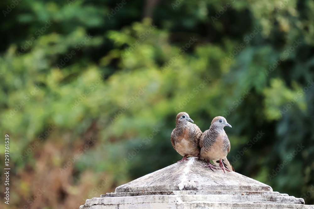 Obraz premium A pair of pigeons stood close together, necks raised, perched on an old fence. Behind them were green trees.