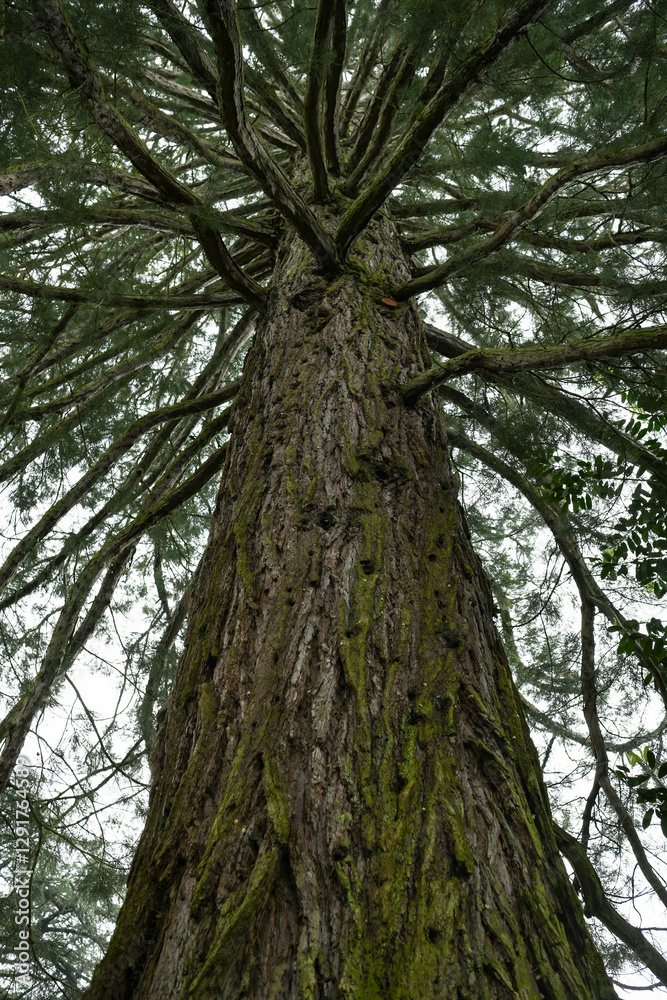 Big old tree in the forest, close up. Nature background. Big old tree in the forest, close up. Nature background.