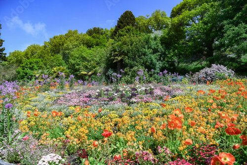 Fototapeta Naklejka Na Ścianę i Meble -  Landscape about a blooming flowerfied, beautiful red popies, orange and purple summer flowers