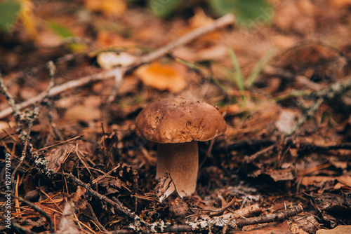 Mushrooms cut in the woods. Mushroom boletus edilus. Popular white Boletus mushrooms in forest. photo