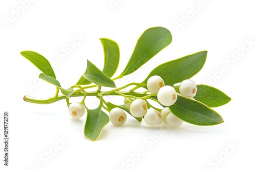 A sprig of mistletoe with white berries and green leaves, isolated