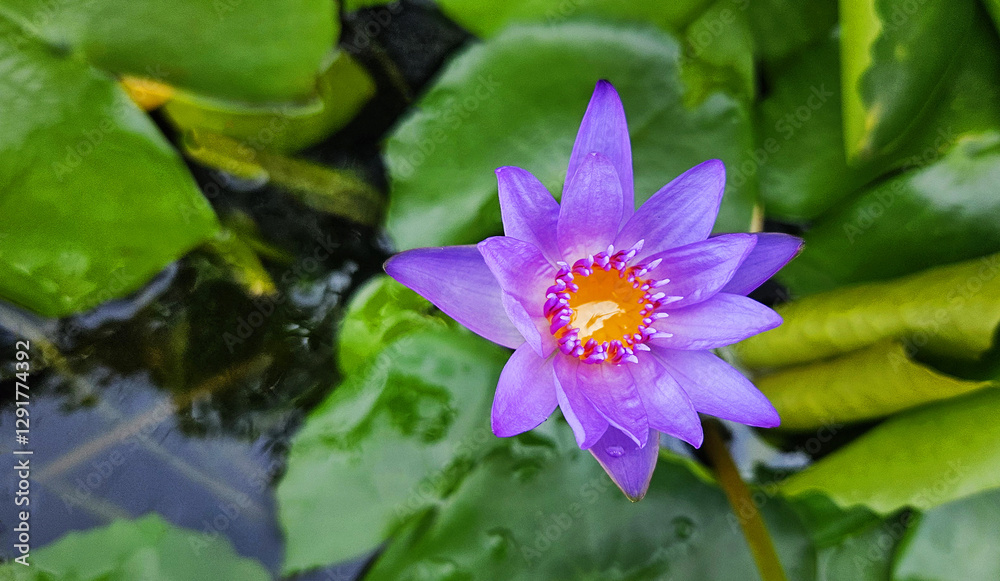 Top view of beautiful purple or violet lotus blooming on water garden with copy space. Beauty of Nature and Soft lily flower concept Top view of beautiful purple or violet lotus blooming on water garden with copy space. Beauty of Nature and Soft lily flower concept