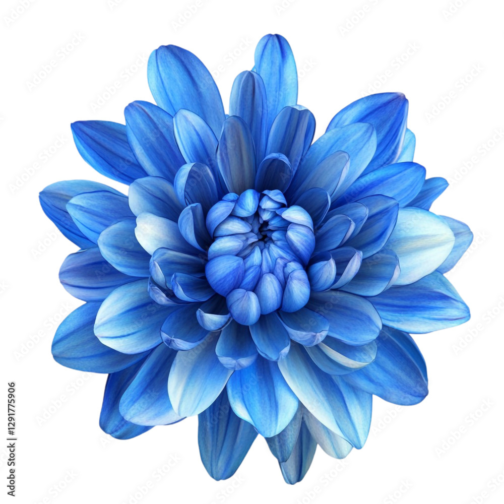 Obraz premium Vibrant Blue Dahlia Flower Stunning Close Up Peaceful Bloom,