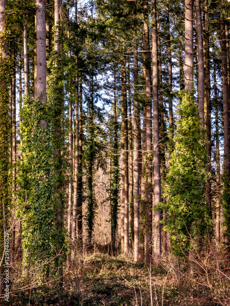 Fototapeta premium Abholzung im Mischwald