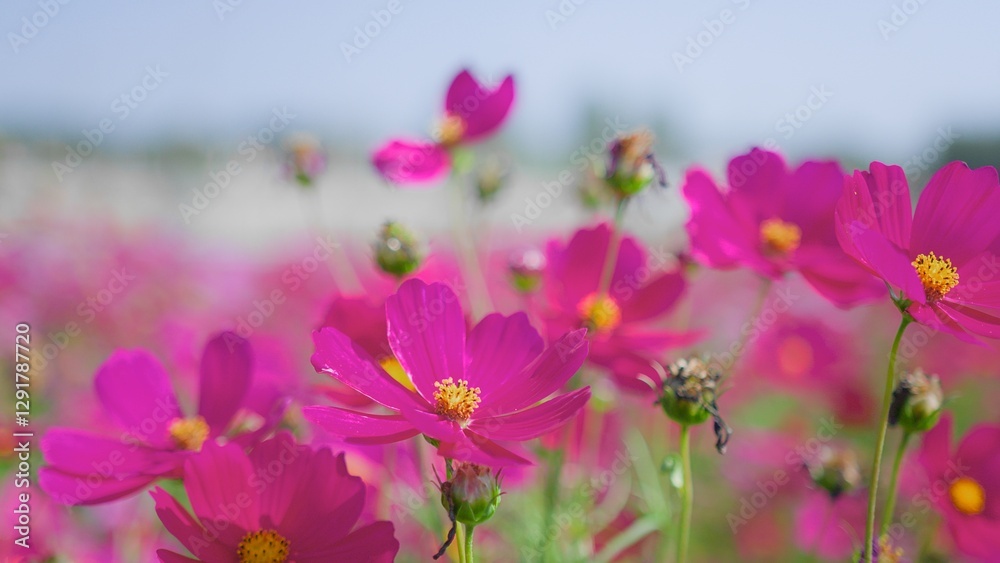 Close-up of vibrant pink cosmos flowers in full bloom, showcasing the beauty of nature and the essence of spring. Close-up of vibrant pink cosmos flowers in full bloom, showcasing the beauty of nature and the essence of spring.