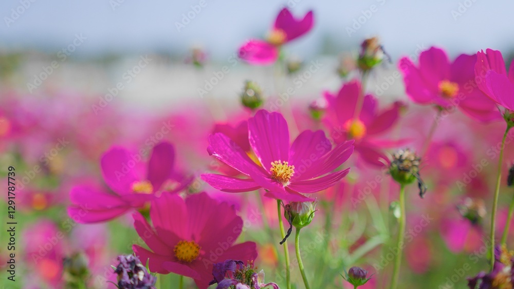 Close-up of vibrant pink cosmos flowers in full bloom, showcasing the beauty of nature and the essence of spring. Close-up of vibrant pink cosmos flowers in full bloom, showcasing the beauty of nature and the essence of spring.