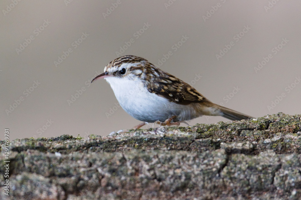 Certhia familiaris aka eurasian treecreeper is crawling on the tree. Tiny common bird in Czech republic. Close-up portrait isolated on clear blurred background. Certhia familiaris aka eurasian treecreeper is crawling on the tree. Tiny common bird in Czech republic. Close-up portrait isolated on clear blurred background.