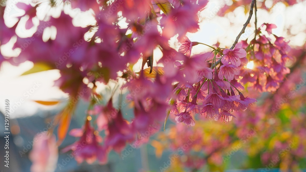 Obraz premium Beautiful Cherry Blossoms in Full Bloom with Sunlight Filtering Through Petals in a Serene Springtime Setting