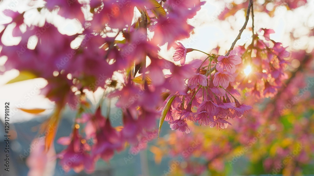 Beautiful Cherry Blossoms in Full Bloom with Sunlight Filtering Through Petals in a Serene Springtime Setting