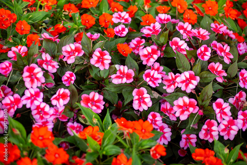 Impatiens New Guinea, family Balsaminaceae, in folk tradition the 