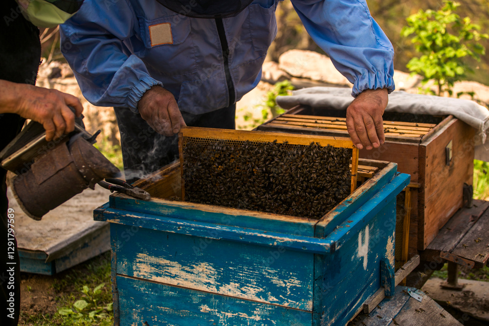 The beekeeper has control over a framework with honey The beekeeper has control over a framework with honey