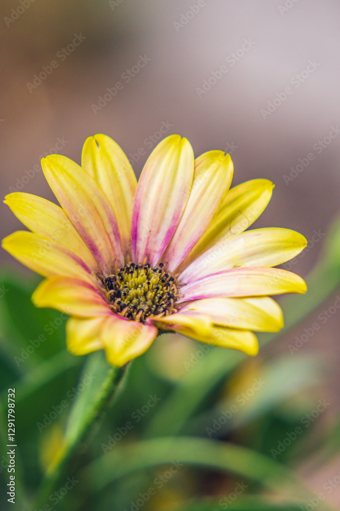 Obraz premium abstract photos of yellow african daisy flower in spring garden