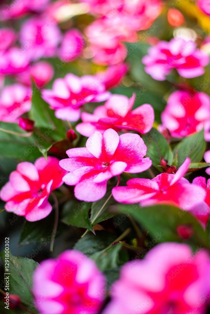Obraz premium Impatiens New Guinea, family Balsaminaceae, in folk tradition the 