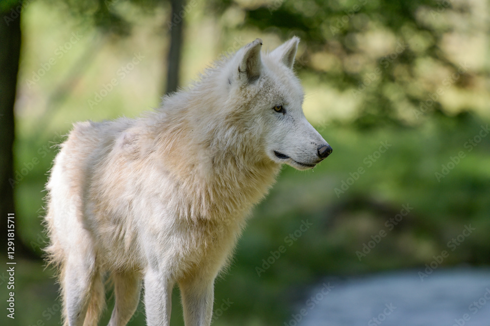 View on a beautiful arctic wolf in the forest in Fran View on a beautiful arctic wolf in the forest in Fran