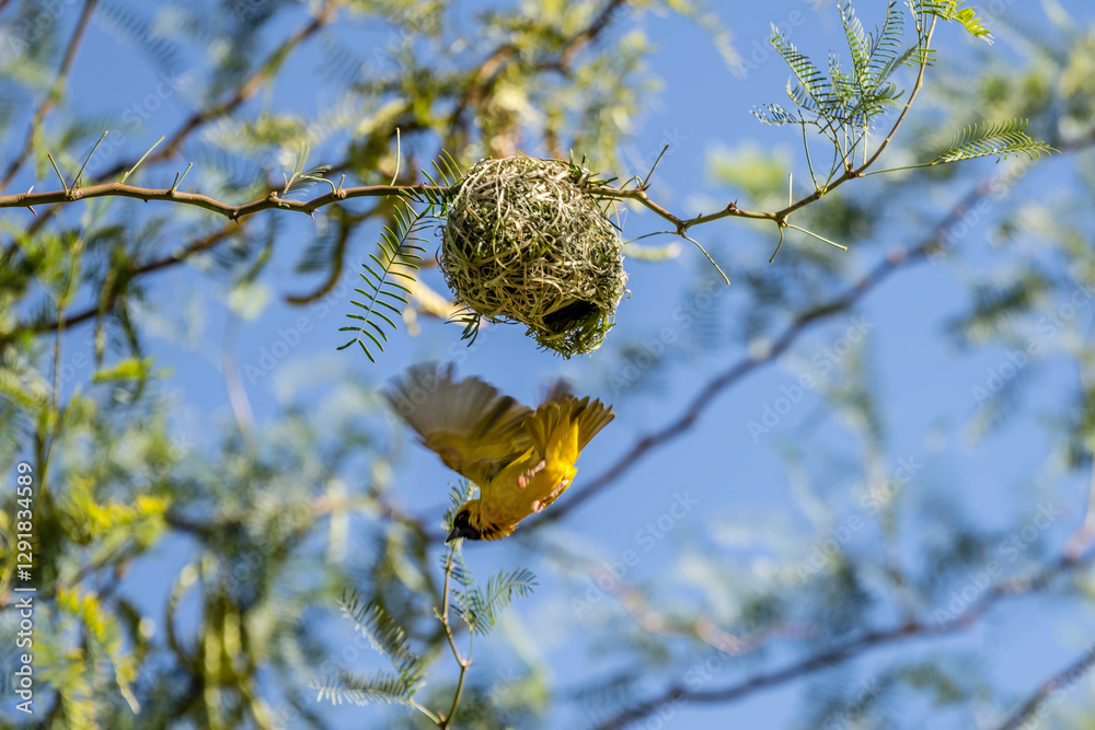 Southern Masked Weaver bird flying away from nest, near Hoachanas, Namibia
