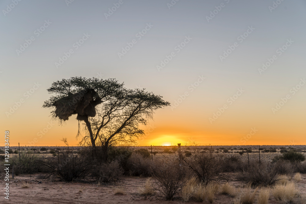 sunset on big acacia with weaver birds nest at Kalahari desert countryside, near Bitterwasser pan, Namibia