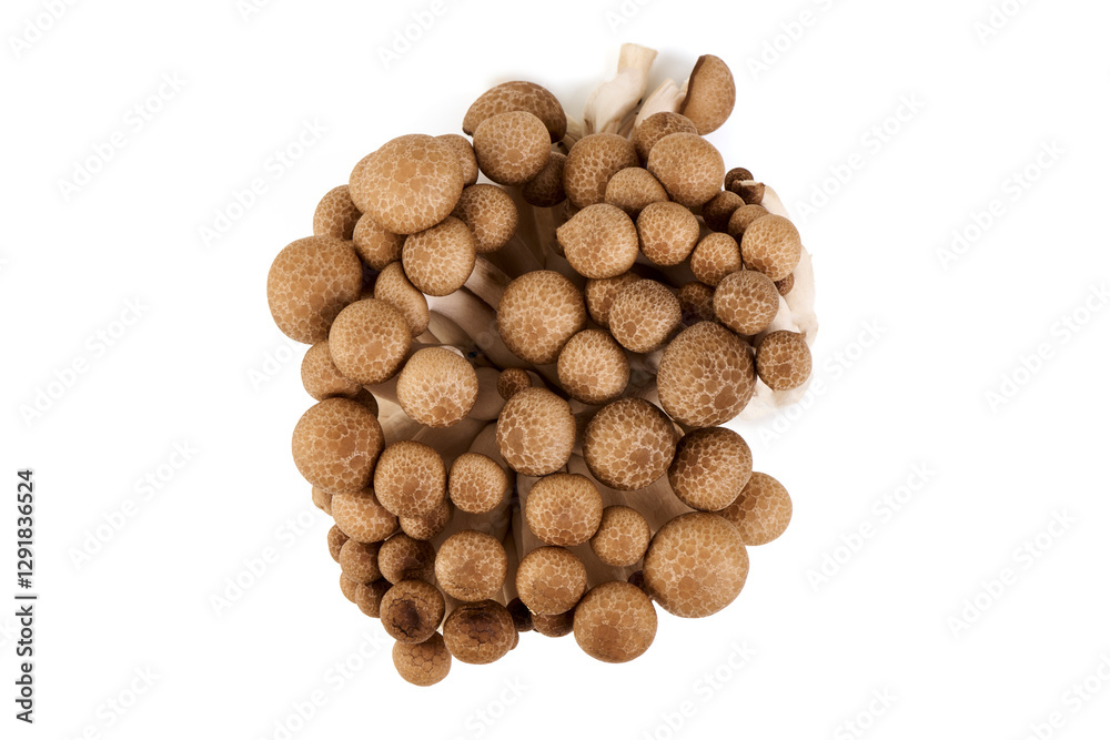 Fresh Brown Beech Mushrooms, Isolated on White Background. Fresh Brown Beech Mushrooms, Isolated on White Background.