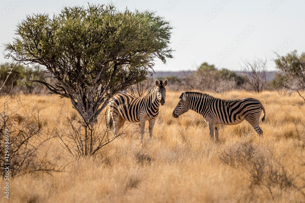 two Zebra in tall grass at Kalahari green desert countryside, near Hoachanas, Namibia