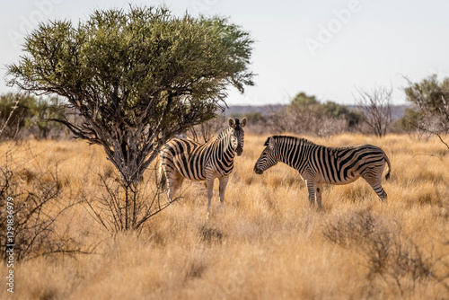 Obraz na płótnie two Zebra in tall grass at Kalahari green desert countryside, near Hoachanas, Namibia w salonie