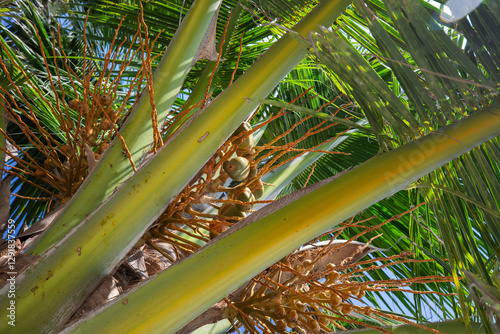 Coconut fruits on a palm tree